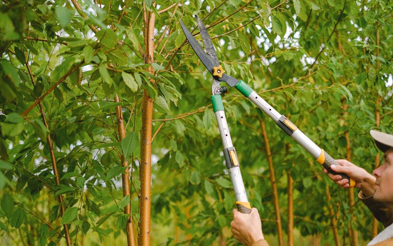 Tree trimming in Severance, NY