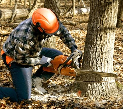 Tree Removal in Severance, NY